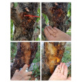 Dung dịch xịt diệt ấu trùng sâu đục thân bảo vệ cây trồng hiệu quả