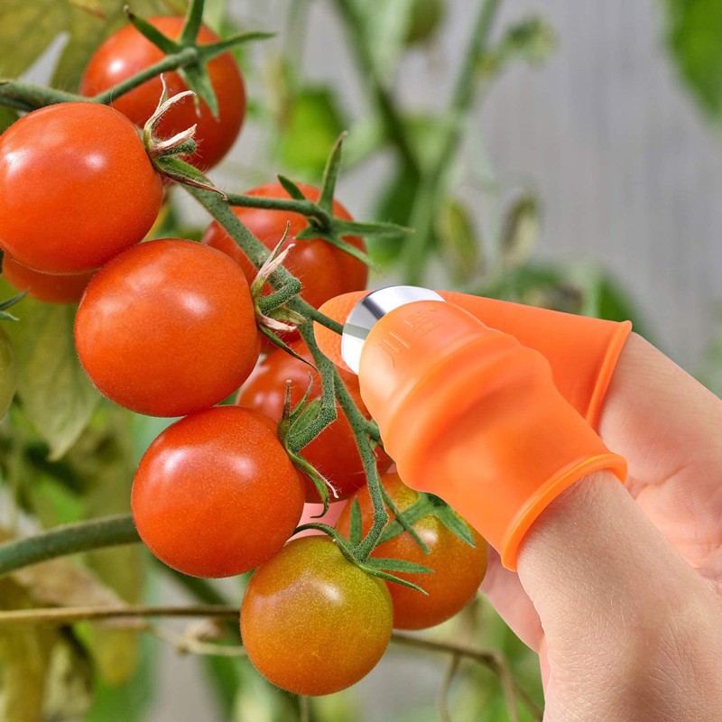 Ngón tay hái rau, ngắt rau cao su sắc bén