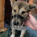 Rọ mõm chó thép không gỉ khóa nới linh động độ bền cao