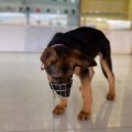 Rọ mõm chó thép không gỉ khóa nới linh động độ bền cao