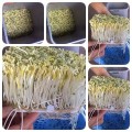 Máy làm giá đỗ sạch ĐT 103 phiên bản tự động
